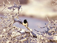 Magpie, Alaska
